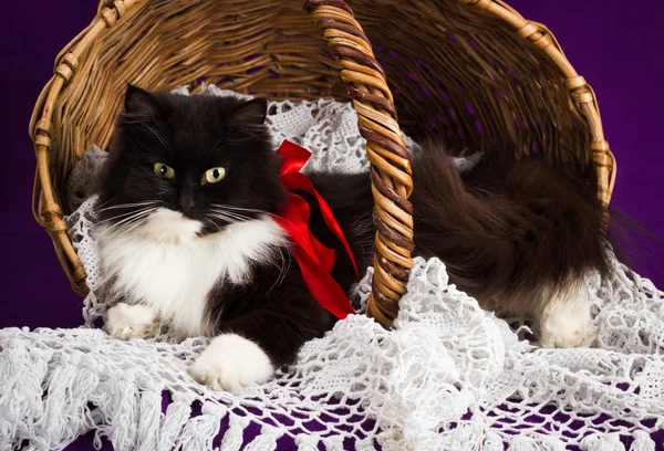 黑色和白色毛茸茸的猫躺在篮子里。紫色背景. — 图库照片