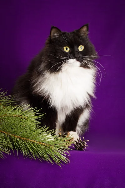 Черно-белый пушистый кот сидит на фиолетовом фоне — стоковое фото