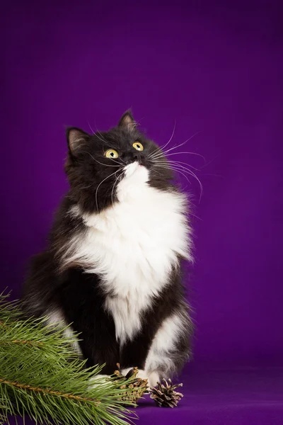 Черно-белый пушистый кот сидит на фиолетовом фоне — стоковое фото