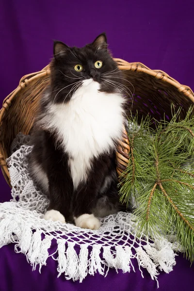 Schwarz-weiße flauschige Katze, die neben dem Korb sitzt. lila Hintergrund. — Stockfoto