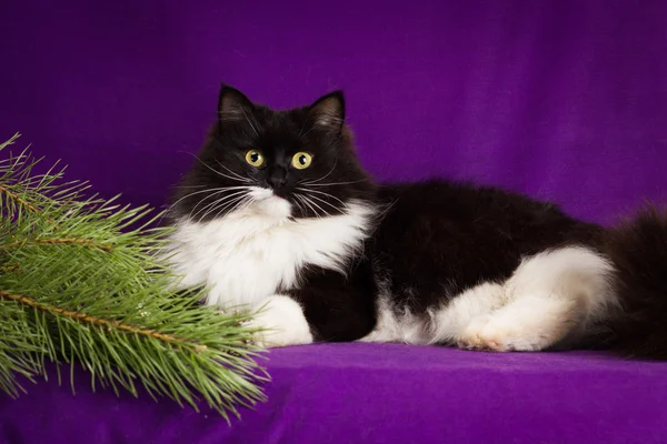 Negro y blanco esponjoso gato se encuentra en un púrpura fondo —  Fotos de Stock