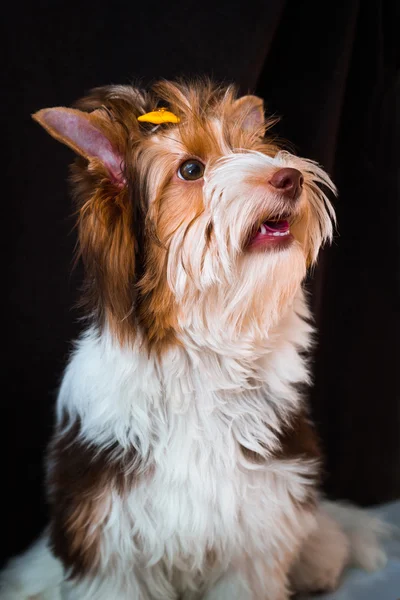 Biewer Yorkshire Terrier — Stock Photo, Image