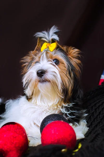Biewer Yorkshire Terrier and Christmas decorations — Stock Photo, Image
