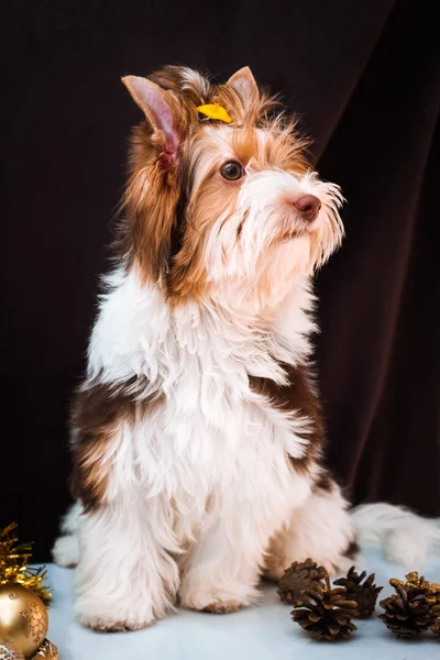 Biewer Yorkshire Terrier and Christmas decorations — Stock Photo, Image