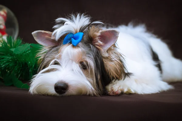 Biewer Yorkshire Terrier and Christmas decorations — Stock Photo, Image