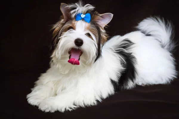 Biewer yorkshire Terriër — Stockfoto