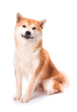 Shiba Inu beyaz bir arka plan üzerinde oturur