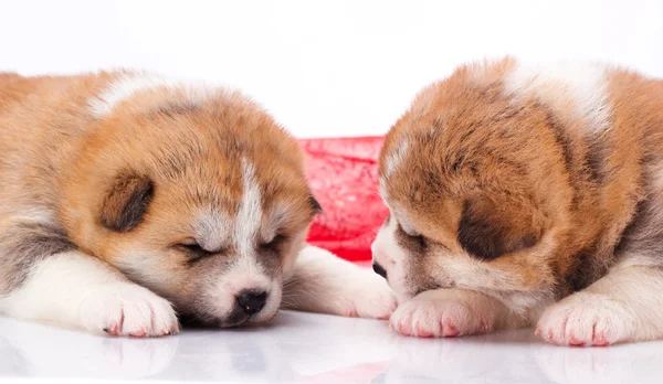 Japansk akita-inu hundvalp sova över vit bakgrund — Stockfoto