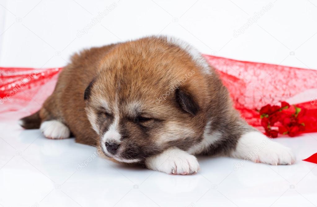 Sommeil Chiot Akita Inu Japonais Sur Fond Blanc