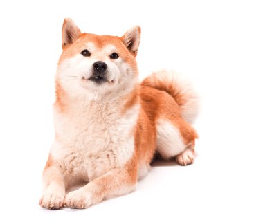 Shiba Inu beyaz bir arka plan üzerinde oturur