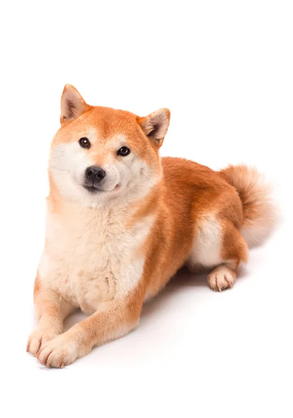 Shiba Inu zit op een witte achtergrond Rechtenvrije Stockfoto's