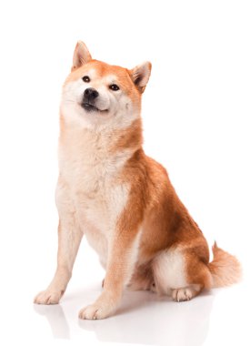 Shiba Inu beyaz bir arka plan üzerinde oturur