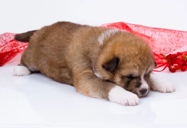 Japanese Akita-inu puppy sleep over white background — Stock Photo, Image