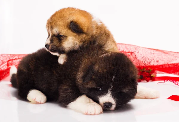 Par av japansk Akita-inu hundvalp ligger över vit bakgrund — Stockfoto