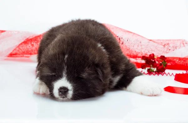 Japonês Akita-inu filhote de cachorro dormir sobre fundo branco — Fotografia de Stock