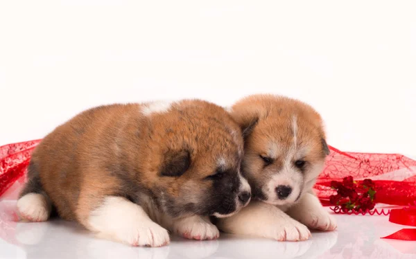 Pareja de cachorros japoneses Akita-inu tumbados sobre fondo blanco —  Fotos de Stock