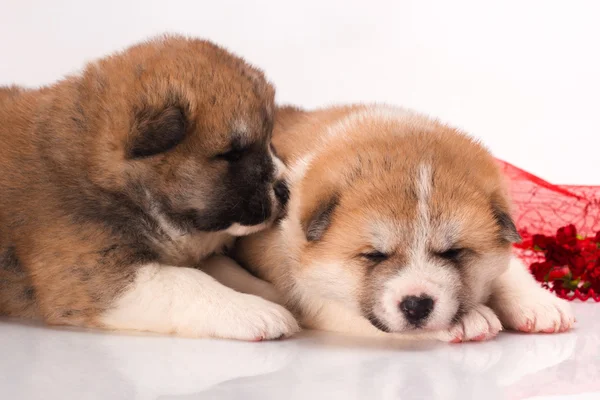 Dva japonští Akita-inu štěňata ležící nad bílým pozadím — Stock fotografie