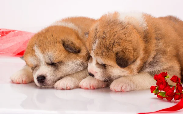 Par av japansk Akita-inu hundvalp ligger över vit bakgrund — Stockfoto