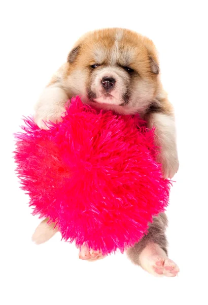 Akita-inu, akita inu dog puppy. Portrait isolated on white — Stock Photo, Image