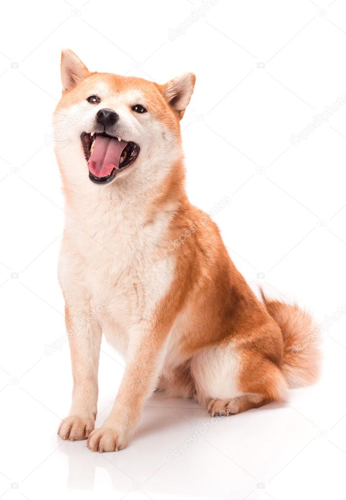 柴犬写真素材 ロイヤリティフリー柴犬画像 Depositphotos 柴犬写真素材 ロイヤリティフリー柴犬画像 Depositphotos