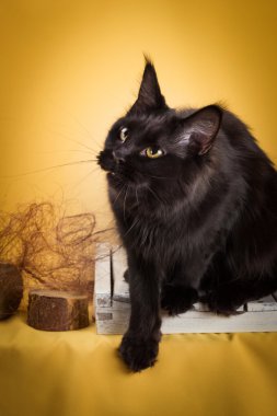 black maine coon cat on yellow  background