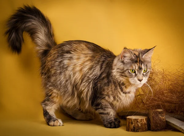 Tabby maine coon cat no fundo amarelo — Fotografia de Stock