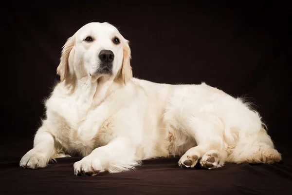 Purebred golden retriever dog on brown background — Stock Photo, Image