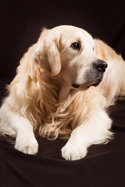 Fajtiszta golden retriever kutya barna háttér — Stock Fotó