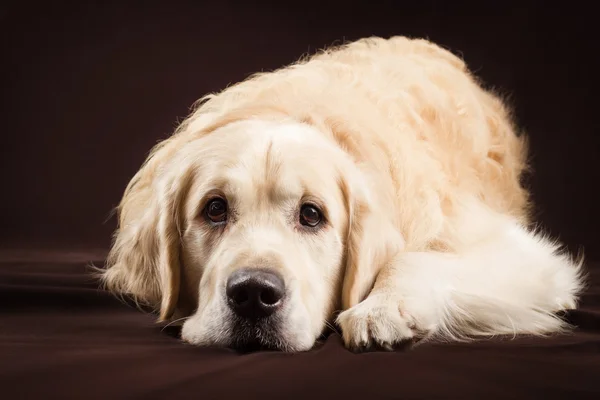 Purebred golden retriever dog on brown background — Stock Photo, Image