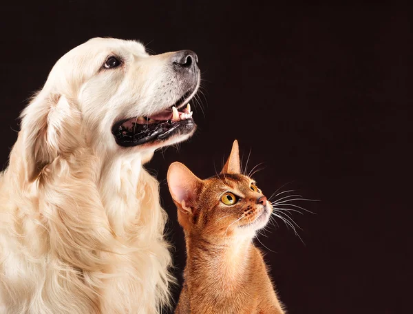 Kedi ve köpek, Habeş yavru kedi, golden retriever sağda görünüyor — Stok fotoğraf