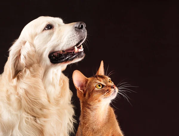 Kat en hond, abyssinian kitten, gouden retriever kijkt naar rechts Stockfoto