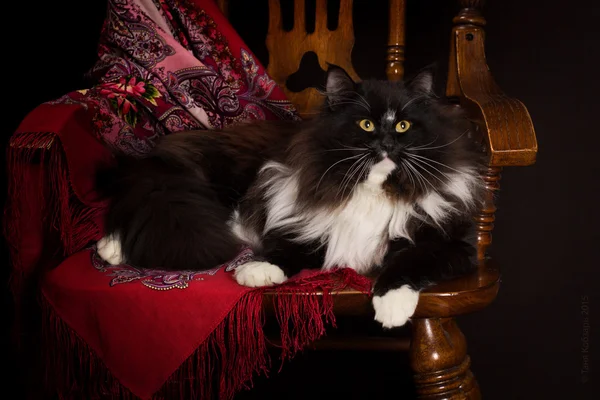 Black purebred Siberian cat lying on a chair — Stock Photo, Image