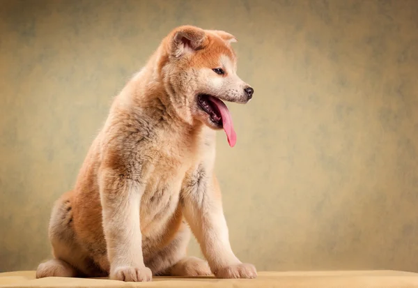 Japonská Akita Inu pes portrét — Stock fotografie