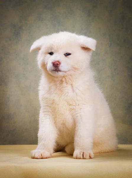 Japanese Akita Inu Dog portrait — Stock Photo, Image