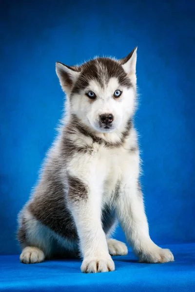 Siberian husky valp studio shoot — Stockfoto