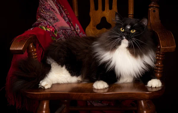 Black purebred Siberian cat lying on a chair — Stock Photo, Image