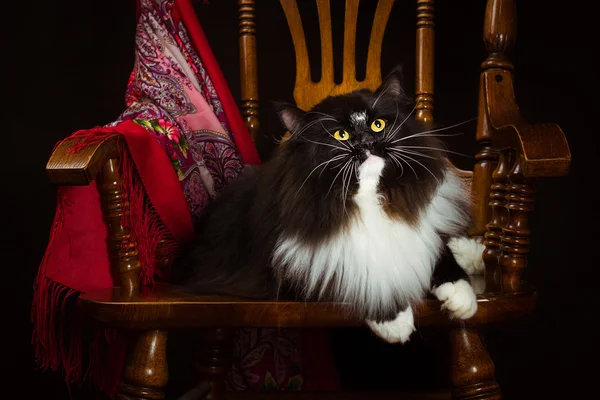 Черный чистокровный сибирский кот лежит на стуле — стоковое фото