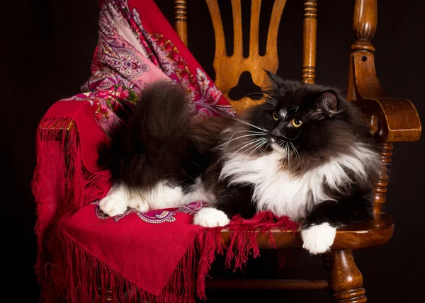 Черный чистокровный сибирский кот лежит на стуле — стоковое фото