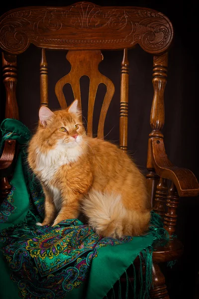Чистокровный сибирский кот сидит на стуле — стоковое фото