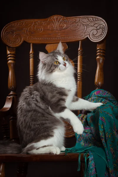 Rasechte Siberische Kat, zittend op een stoel — Stockfoto