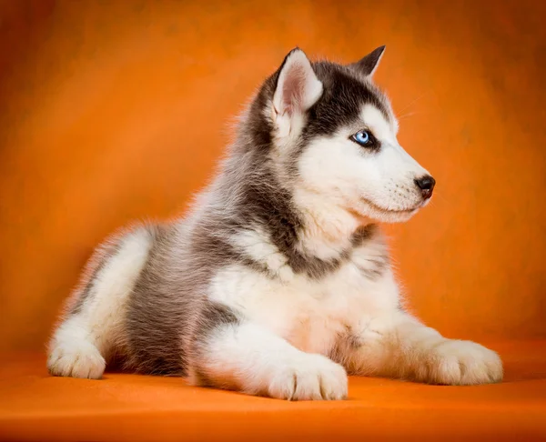 Siberische husky pup studio shoot — Stockfoto