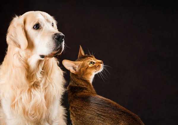 Kat en hond, abyssinian kitten, gouden retriever kijkt naar rechts Rechtenvrije Stockafbeeldingen