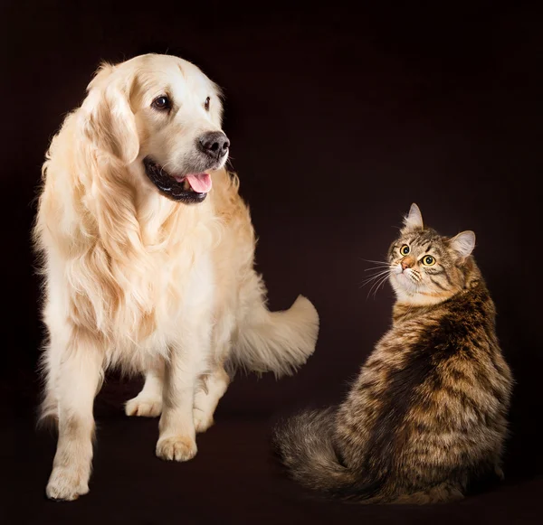 Cat and dog together, siberian kitten , golden retriever — Stock Photo, Image