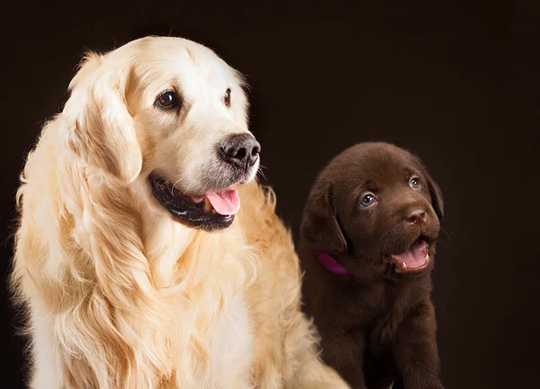Labrador retriever, gold and chocolate together portrait — Stock Photo, Image