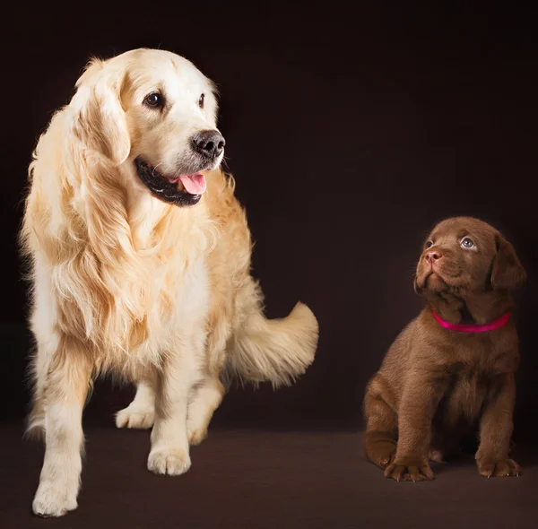 Labrador retriever, gold and chocolate together portrait — Stock Photo, Image