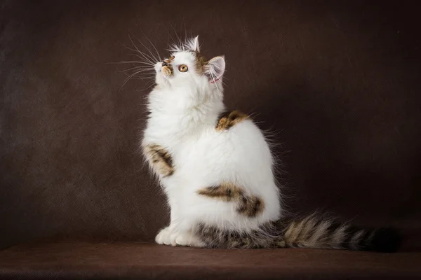 Schotse Vos en witte rechte kitten — Stockfoto