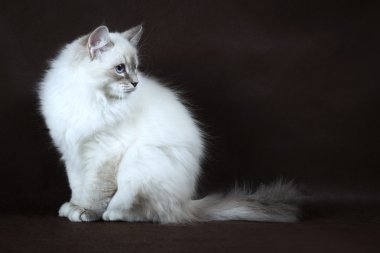 Neva maskeli yavru kedi kahverengi zemin üzerine