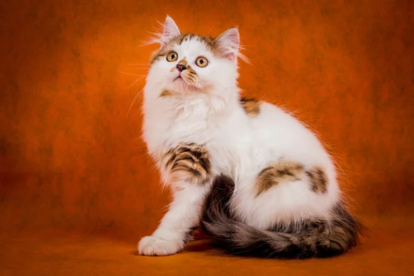 Tortuga escocesa y retrato de gatito recto blanco . —  Fotos de Stock