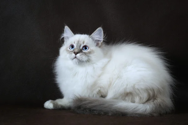 Neva Maskerade Kätzchen auf braunem Hintergrund — Stockfoto