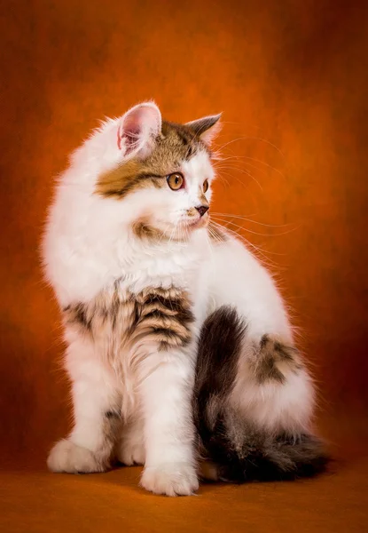 Scottish tortoiseshell and white straight kitten portrait. — Stock Photo, Image